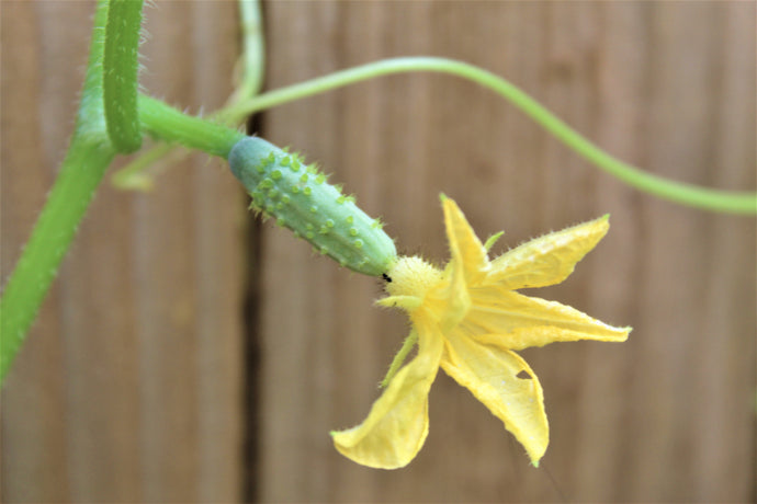 The Ultimate Guide to Organic Gardening: Essential Tips for Nutrition, Abundance, Health, and Wealth