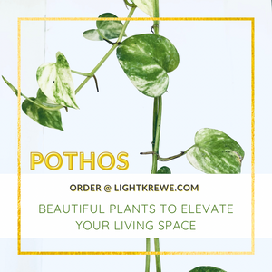 Live Pothos Plant – Light Krewe