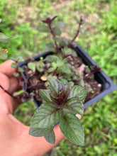 Load image into Gallery viewer, Live Peppermint Plant