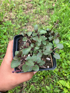 Live Peppermint Plant