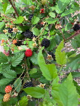 Load image into Gallery viewer, LightKrewe's Ultimate Guide to Organic Gardening