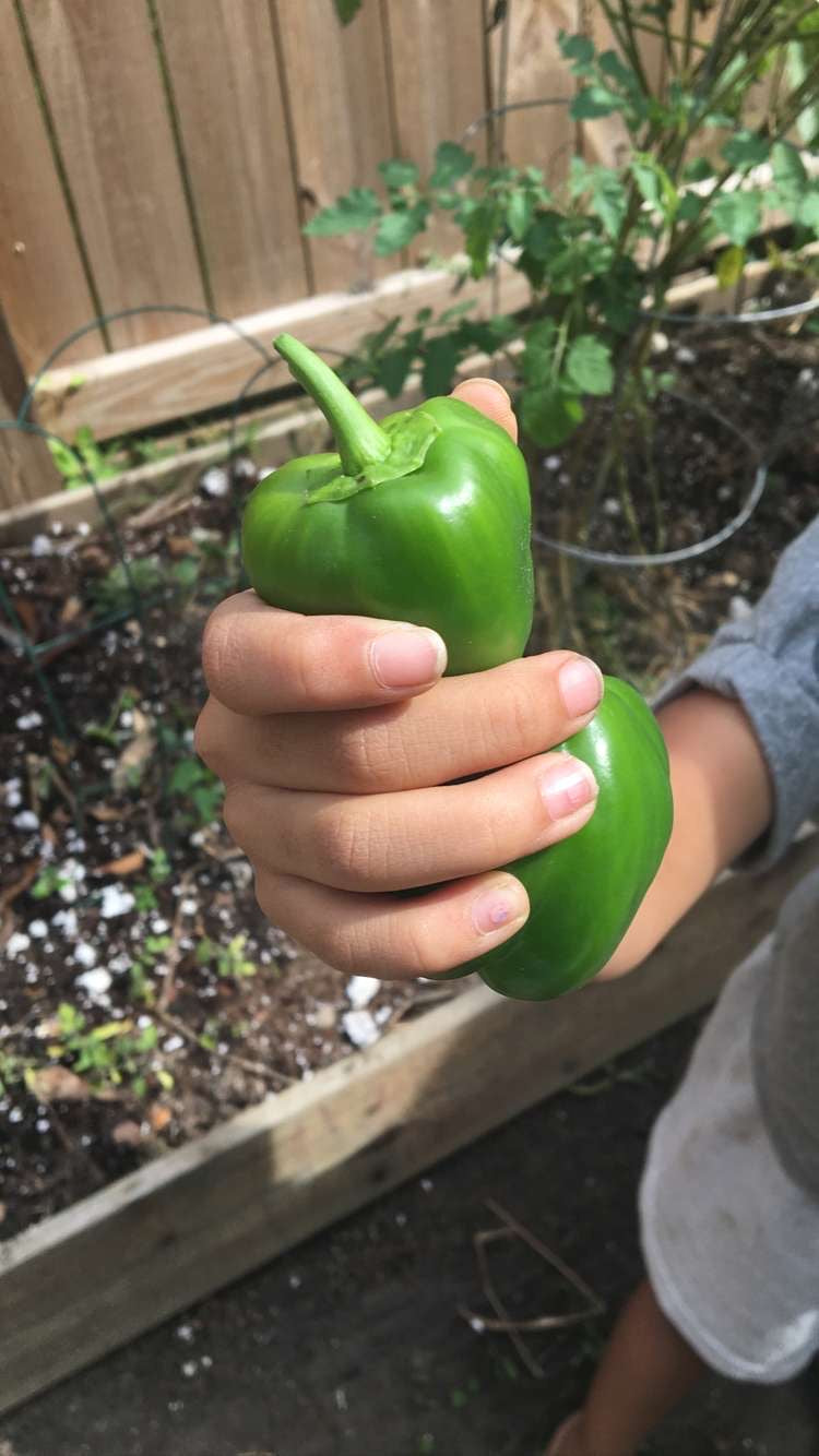 Live Bell Pepper Plant
