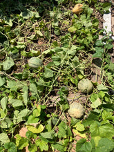 Load image into Gallery viewer, LightKrewe's Ultimate Guide to Organic Gardening