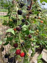 Load image into Gallery viewer, LightKrewe's Ultimate Guide to Organic Gardening