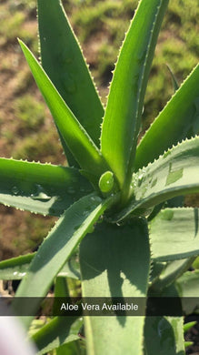 Live Aloe Vera Plant