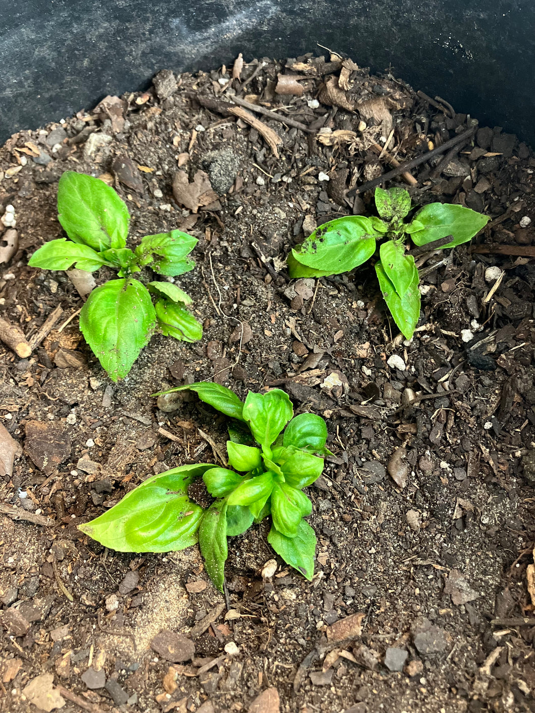 Live Basil Plant