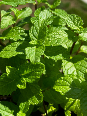 Live Spearmint Plant