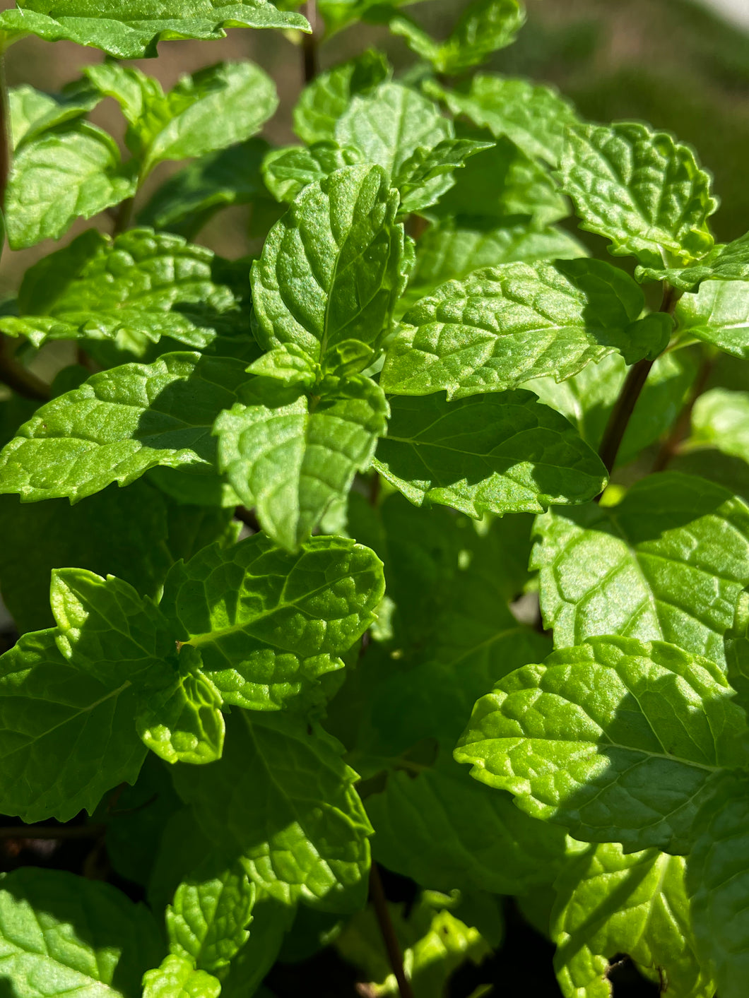 Live Spearmint Plant