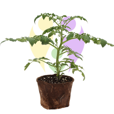 Live Organic Tomato Plant