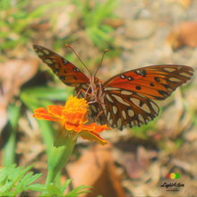 Load image into Gallery viewer, Light Action Gallery