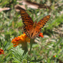 Load image into Gallery viewer, Light Action Gallery