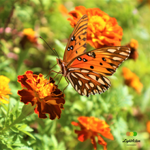 Load image into Gallery viewer, Light Action Gallery