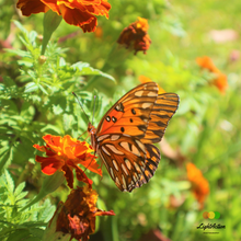 Load image into Gallery viewer, Light Action Gallery